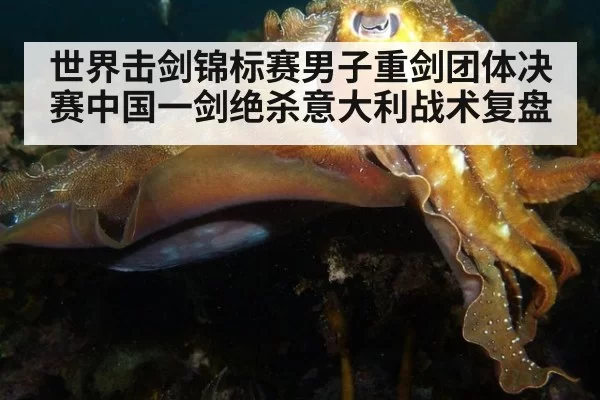 世界击剑锦标赛男子重剑团体决赛中国一剑绝杀意大利战术复盘